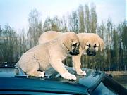 Po�i - Ait Kullanıcı Resmi (Avatar)